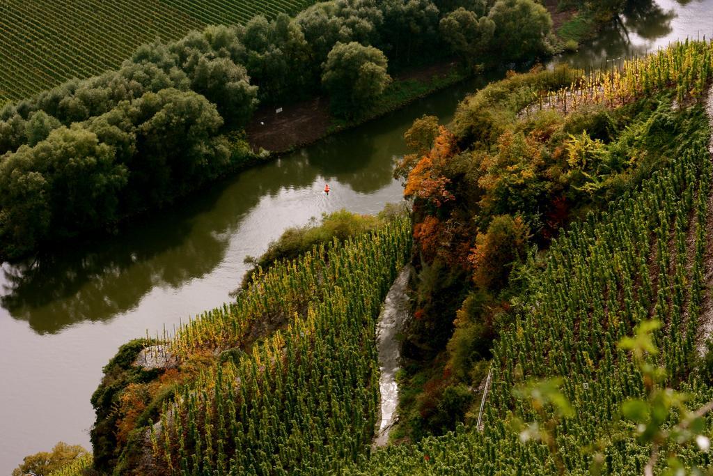 Kröv Bio-Weingut Staffelter Hofゲストハウス エクステリア 写真